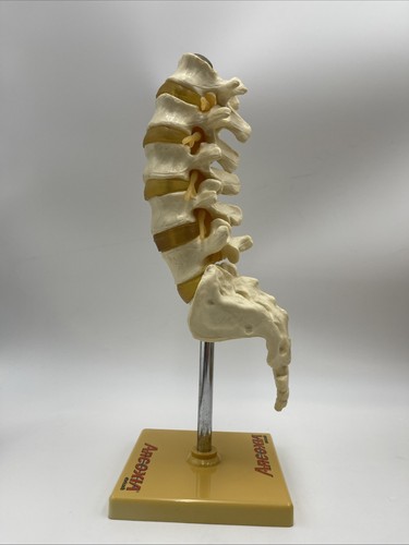 Arcoxia Lendenwirbelsäule Wirbel anatomisches Modell mit Kreuzbein Y - Bild 2 von 5