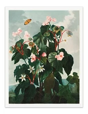 The Oblique–Leaved Begonia 1807 Temple of Flora Botanical Art Print - Wall Decor