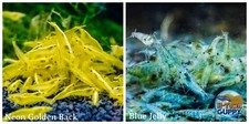 COMBO 10 1 Golden Back 10 1 Blue Jelly Freshwater Neocaridina Aquarium Shrimp