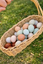 12 Rainbow Hatching Eggs Marans, Olive And Easter Egger, Legbar