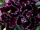 African Violet Plant ~ LE-Macho — photo 1
