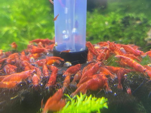 10+1 Adult Neocaridina Candy Skittle Live Shrimp Mixed Colors Aquarium - Picture 4 of 8