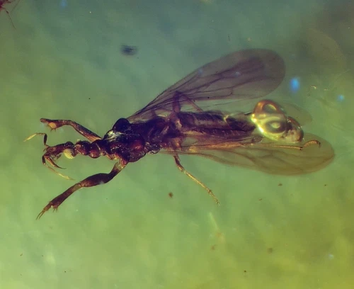 Fossil insect Assasin Bug Enicocephalidae inclusion in Burmite Burmese Amber
