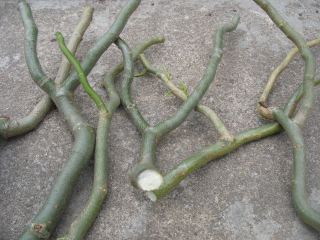 3 x Stecklinge Echte Trauerweide Salix babylonica Pre Bonsai Baum DE |  eBay.de