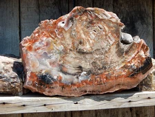 Arizona Petrified Rainbow Wood cut/polished 9"x 14"x 1.4" 12 lb gem standup slab