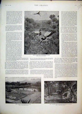 Original alter antiker Druck 1897 Gärten Residenz Zomba Papyrus Sumpf Störche