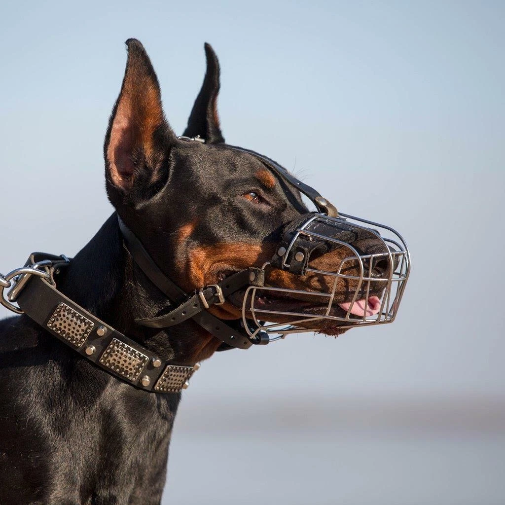 Doberman muzzle sale