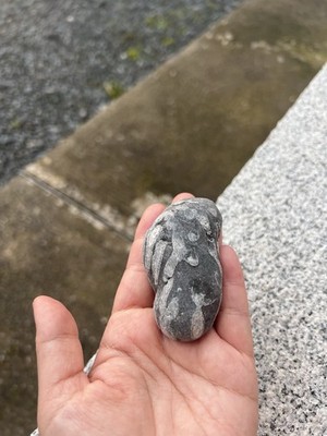 Handverlesener fossiler Stein - Irische Küste (71 mm, weiß/grau)