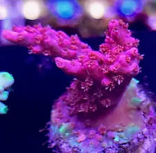 Vivid Confetti WYSIWYG Acropora SPS