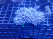 5 random beginner soft coral frag pack