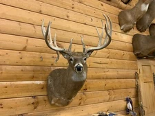 Shoulder Mount 16 Point White Tail Deer Real Antler Buck Doe Taxidermy WTD57