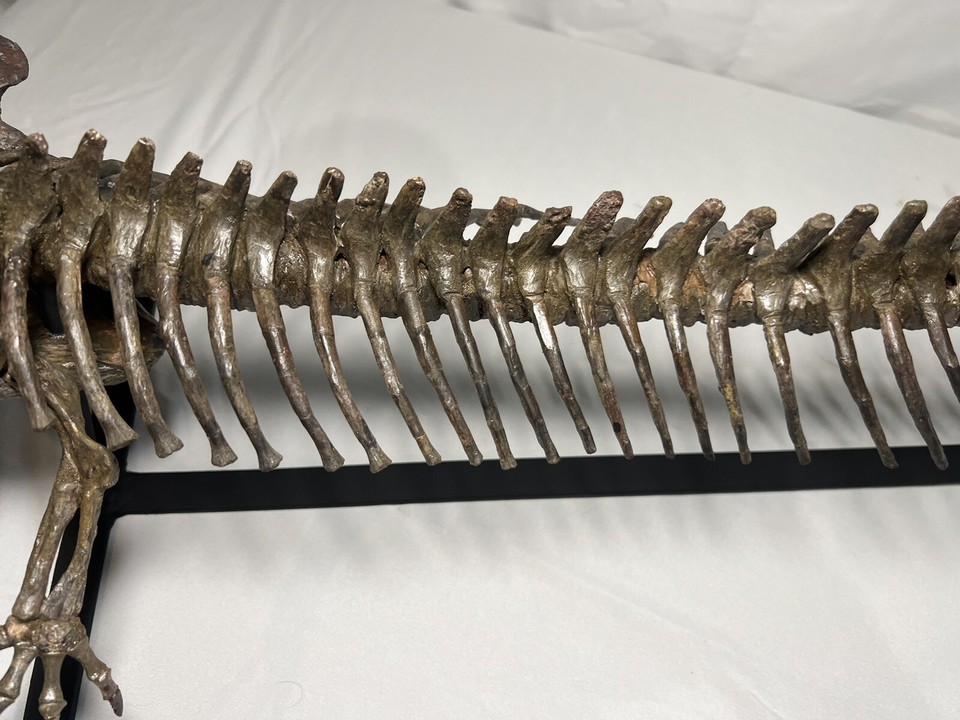 Fossil Trimerorhachis Amphibian Skeleton over 3 feet Permian Age From ...