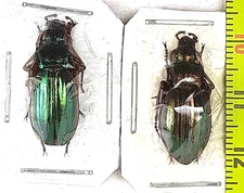 Carabidae, Carabus (Tachypus) auratus honnoratii pair A1, SE. France