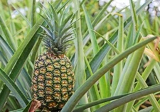 Pineapple Plant - 'Elite Gold'