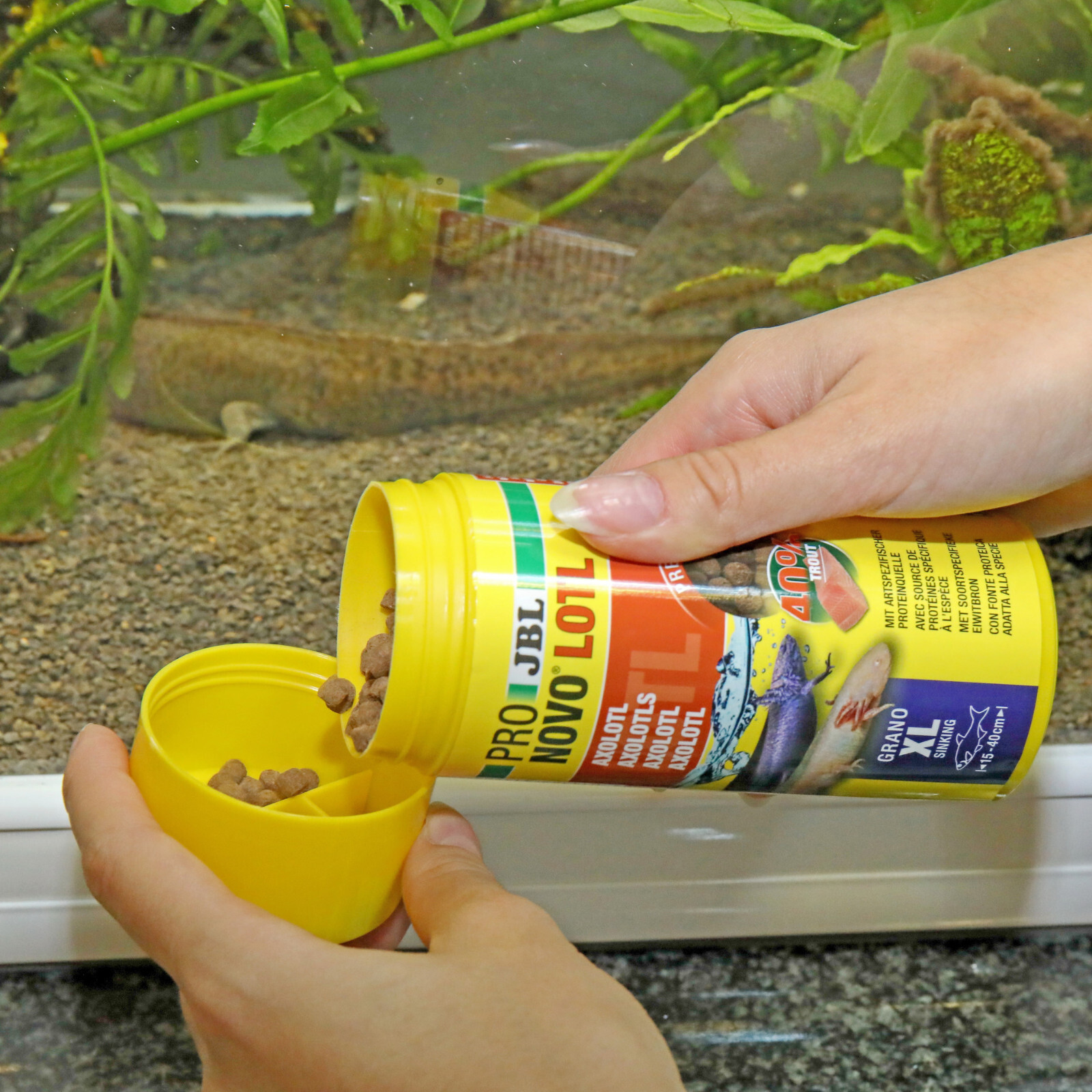 JBL Pronovo Lotl Grano XL 250ml Futter für Axolotl und Molche von 15