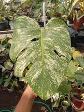 Real Picture Monstera Devil Monster Variegated 1 Leaf Rare Plant