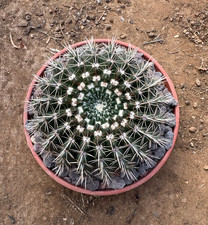 NOTOCACTUS SUBMAMMULOSUS - CACTUS - CIOTOLA Ø20