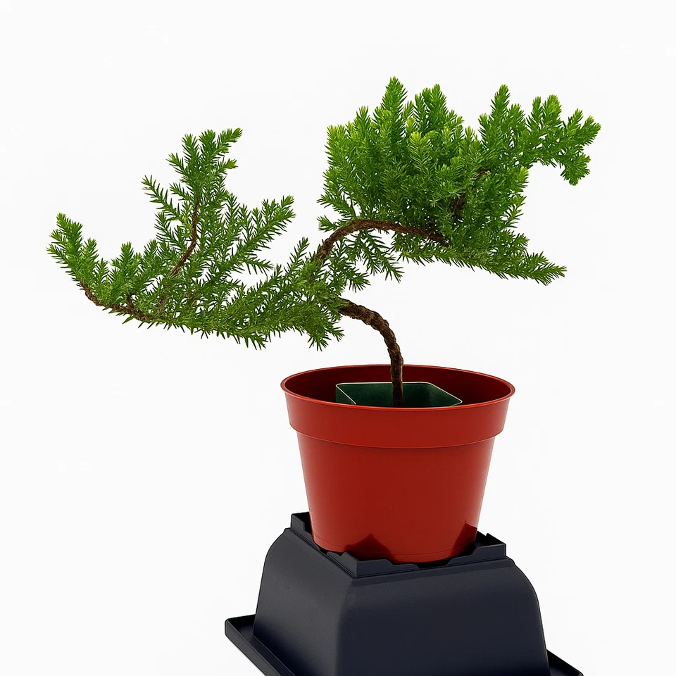 🌿Live Juniper Pre-Bonsai Tree🪾 ONE - 2.5+ Year Old Plant, Perfect Zen Gift - Image 4 of 4