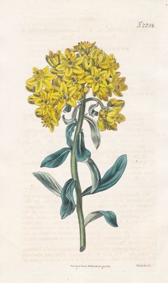 Ruta linifolia Weinraute rue herb-of-grace engraving Kupferstich Curtis 2254