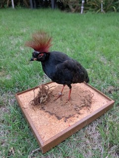 Straußwachtel Präparat Vogel guter Zustand mit Papieren Taxidermy Tierpräparat