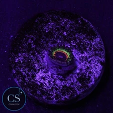 CS LITTLE SHOP OF HORROR LSOH ZOA - WYSIWYG LIVE CORAL