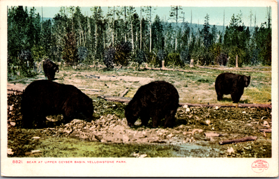 #ad Postcard VTG Bear at Upper Geyser Basin Yellowstone Park Unposted $4.95