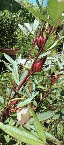 Rosella Hibiscus Plant - Picture 3 of 3