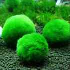 Marimo Moss Ball 4-5cm Live Aquarium Plant Fish Tank Decor Usa A+