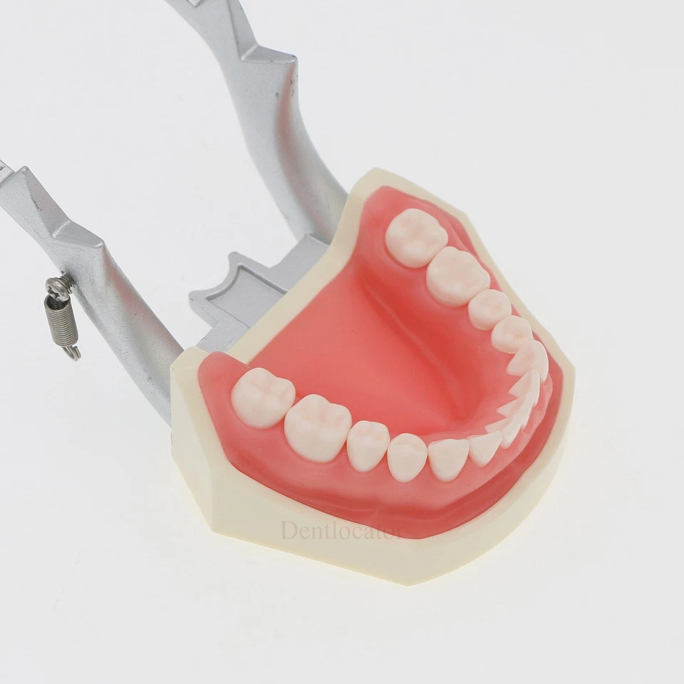 США Kilgore Nissin 200 тип стоматологический Typodont модель M8011 28 шт. съемные зубы - Изображение 4 из 4