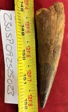 Auténtico fósil de diente de espinosaurus de 4 1/4” ver video