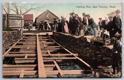 East Taunton MA~Crowd Gathers to Watch Herring Run~Easy to Fish~1909 Handcolored