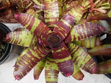 Neoregelia TOUCHDOWN Bromeliad one tropical plant MEDIUM 