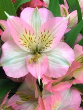 Pretty Imported Double Alstroemeria Light Pink Flower bulbs Pack Of 2 Bulbs