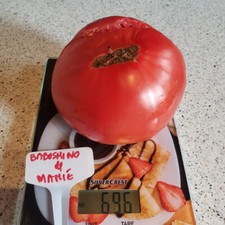 40 Graines de Tomate BABUSHKINO DE MAMIE- culture type BIO