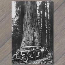 POSTCARD Giant Redwood Tree Men Posing Forest Retro Old School Wild Interesting