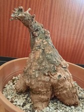 Cephalopentandra ecirrhosa XL, toller Caudex, Sukkulente, sehr seltene Pflanze 