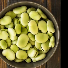 Aquadulce Fava Bean Seeds - For 2025 Planting Cover Crop Cold Tolerant Summer
