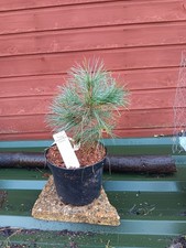 Pinus strobus Blue Clovers - grafted  4L pot bonsai subject