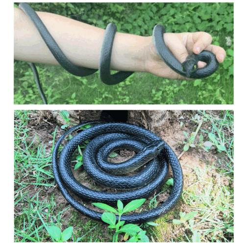 Serpente realistico finto 43" realistico spaventoso giocattolo gomma scherzo festa regalo Pasqua - Foto 13 di 17