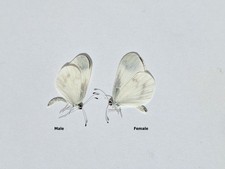 Unmounted pair butterfly Leptidea morsei (Fenton, 1881)