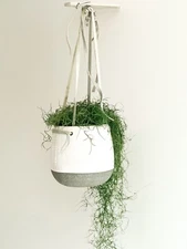 12 oz. Natural & Preserved Spanish Moss – Premium Quality, Vibrant & Versatile