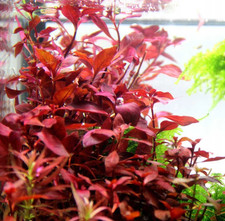 Ludwigia Palustris  Super Red    5 Stems  Red Aquarium Plant