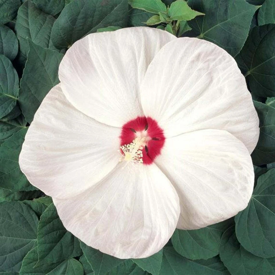 100 RARE MIXED COLOR Hibiscus Seeds Perennial Flowers Flower Seed - US SELLER - Image 3 of 4