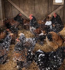 Porcelain Brahma Hatching Eggs 