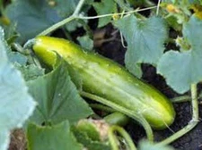 CUCUMBER SEED, LONG GREEN IMPROVED, HEIRLOOM, NON GMO, 500 SEEDS,