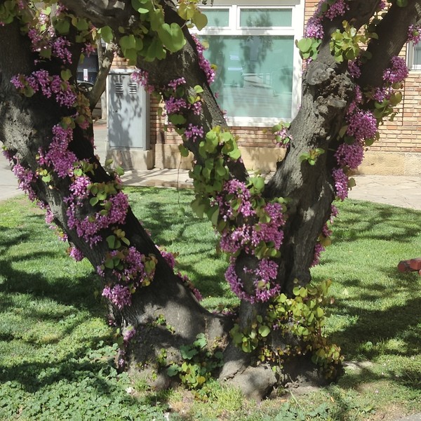 30 Semillas Árbol del Amor  (Cercis siliquastrum)