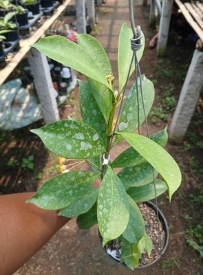 Real Pict Hoya Occultata Rare Plant