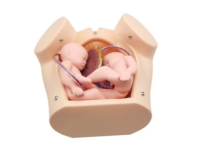 Advanced Medical Teaching Series Model Delivery Childbirth Mechanism Manikin