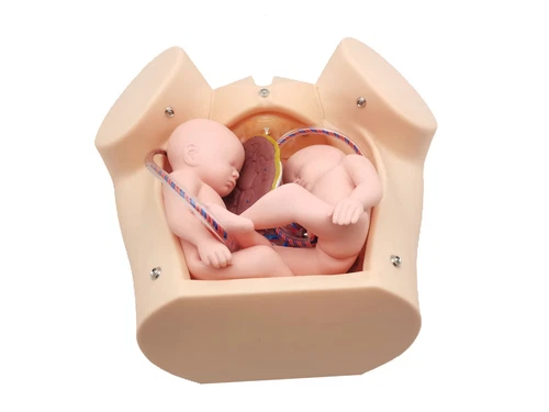 Advanced Medical Teaching Series Model Delivery Childbirth Mechanism Manikin - Picture 3 of 11