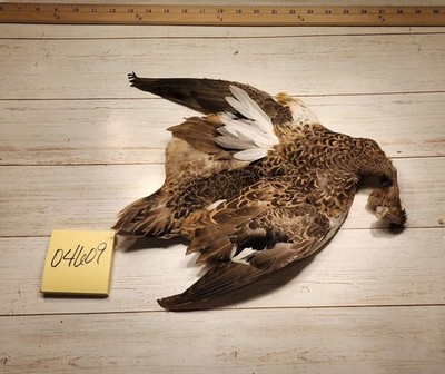 Immature Drake Or Hen Cadwell Duck Pelt Lot 04609